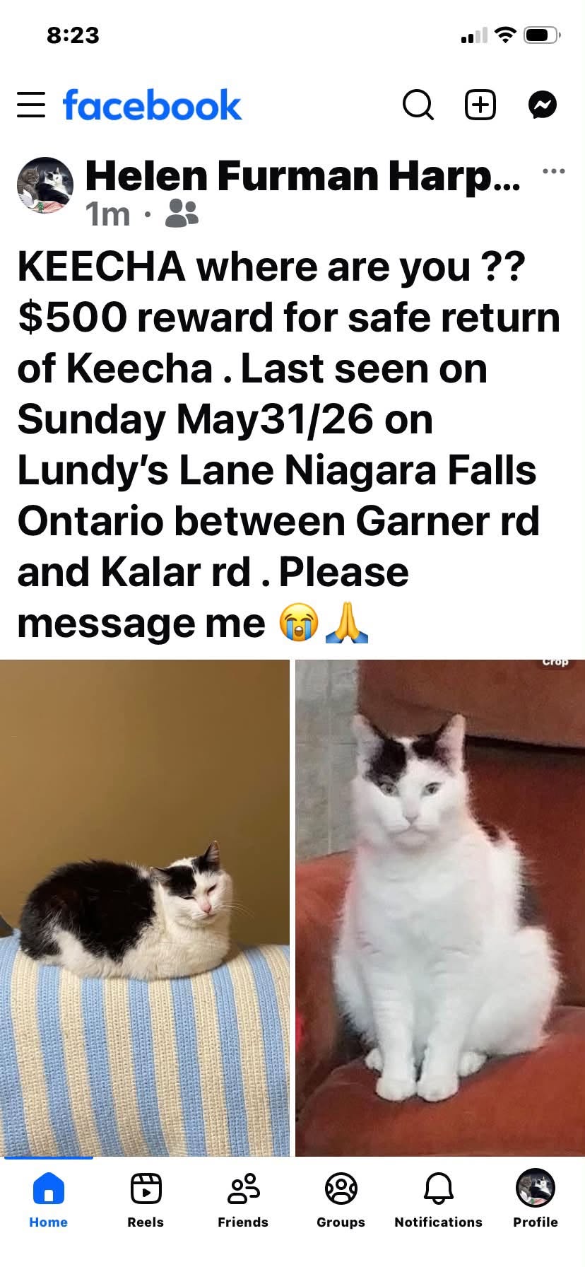 Lost Cat in Niagara Falls