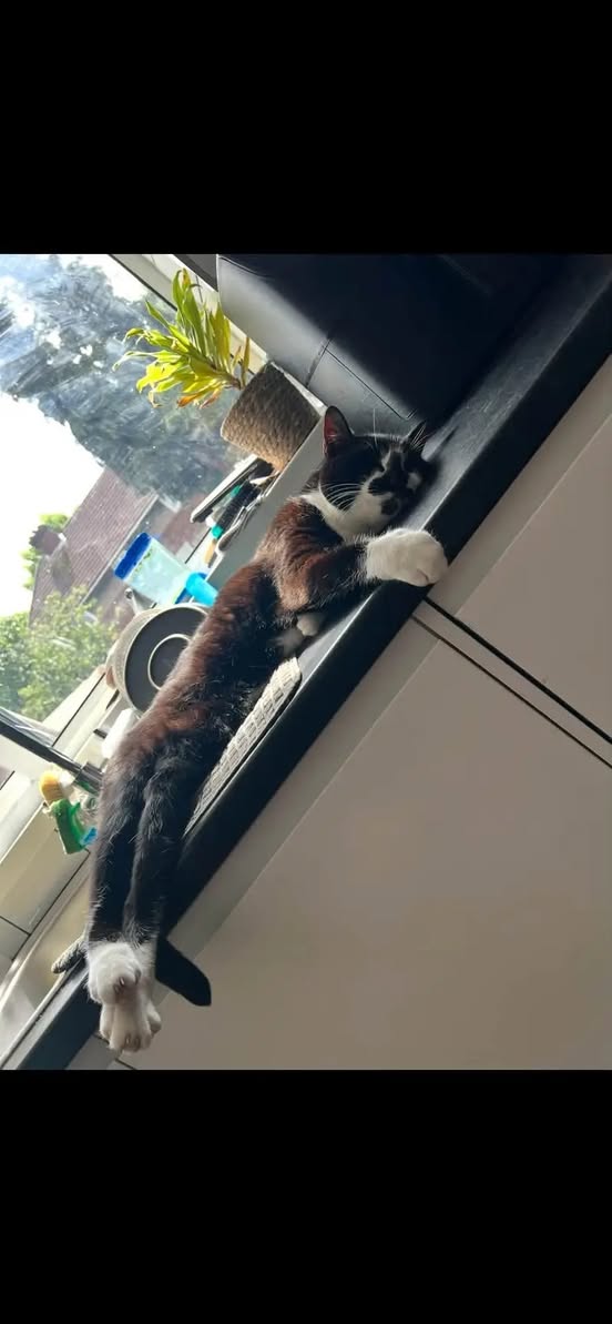 Lost Cat in York