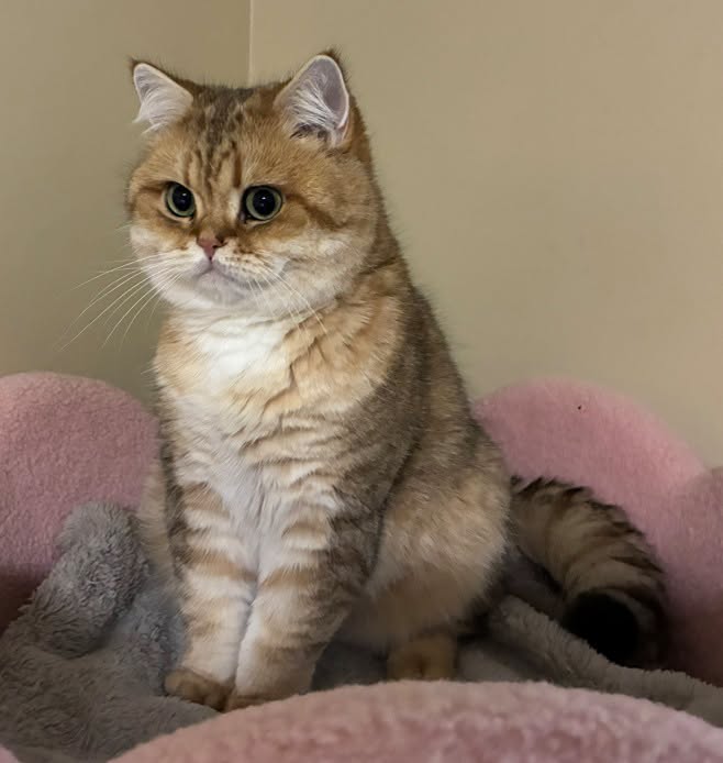 Lost Cat in Aurora