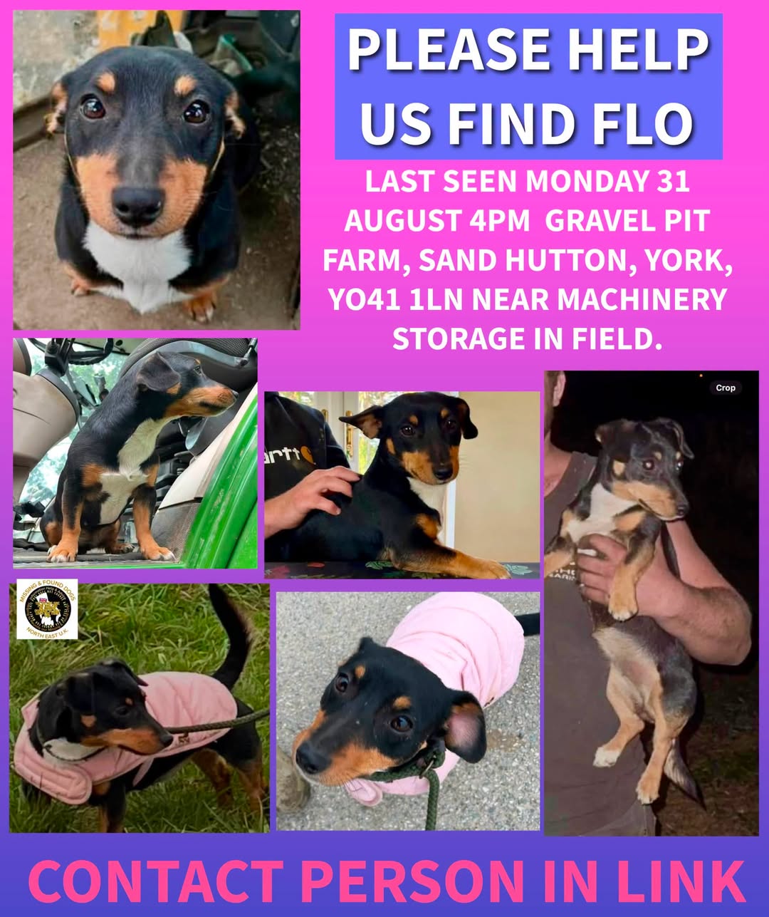 Lost Dog in York