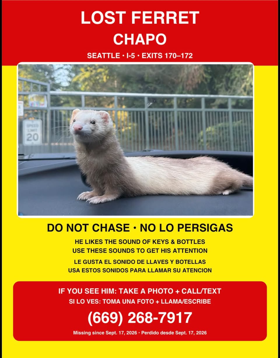 Lost Ferret in Seattle