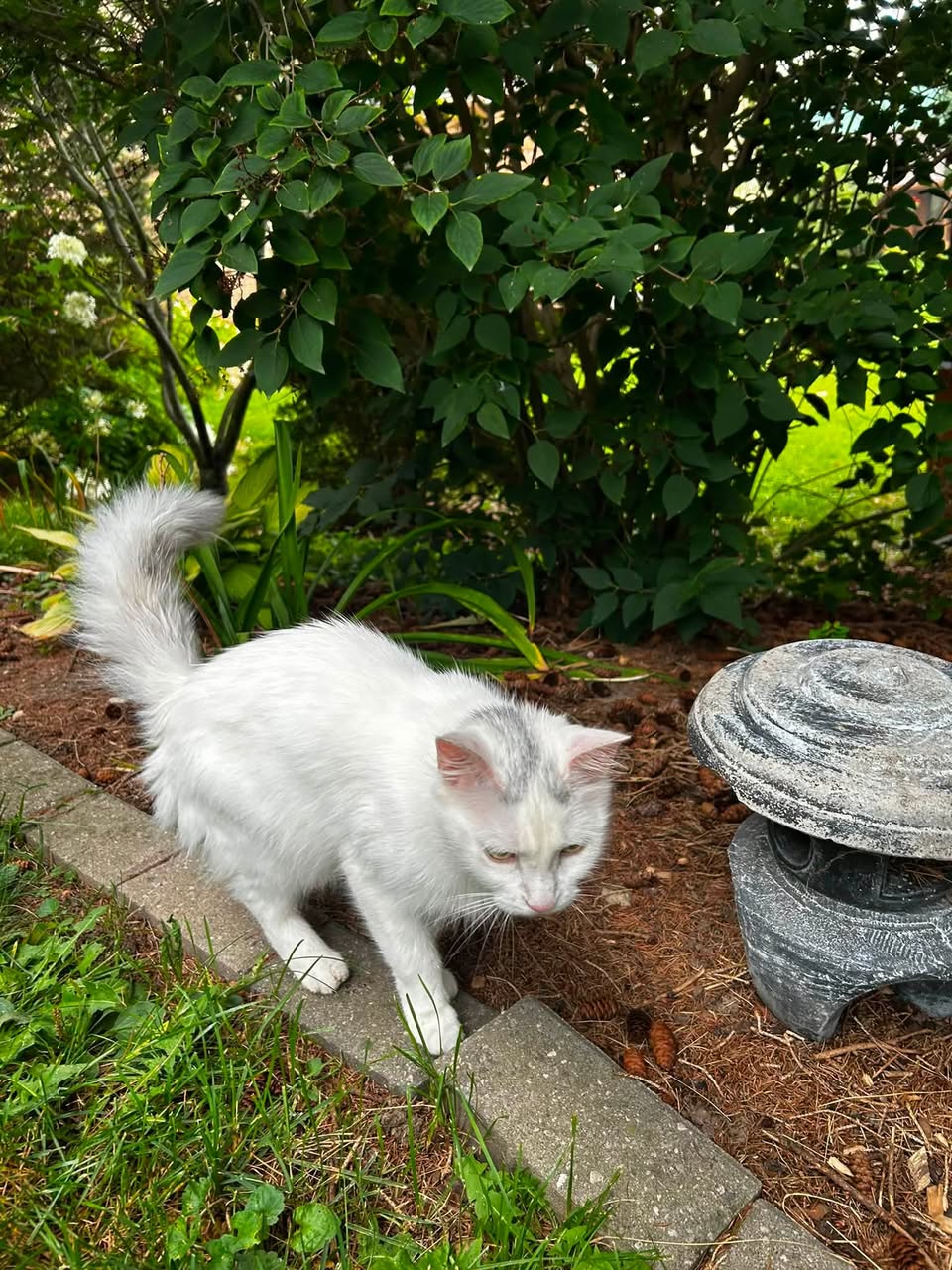 Found cat