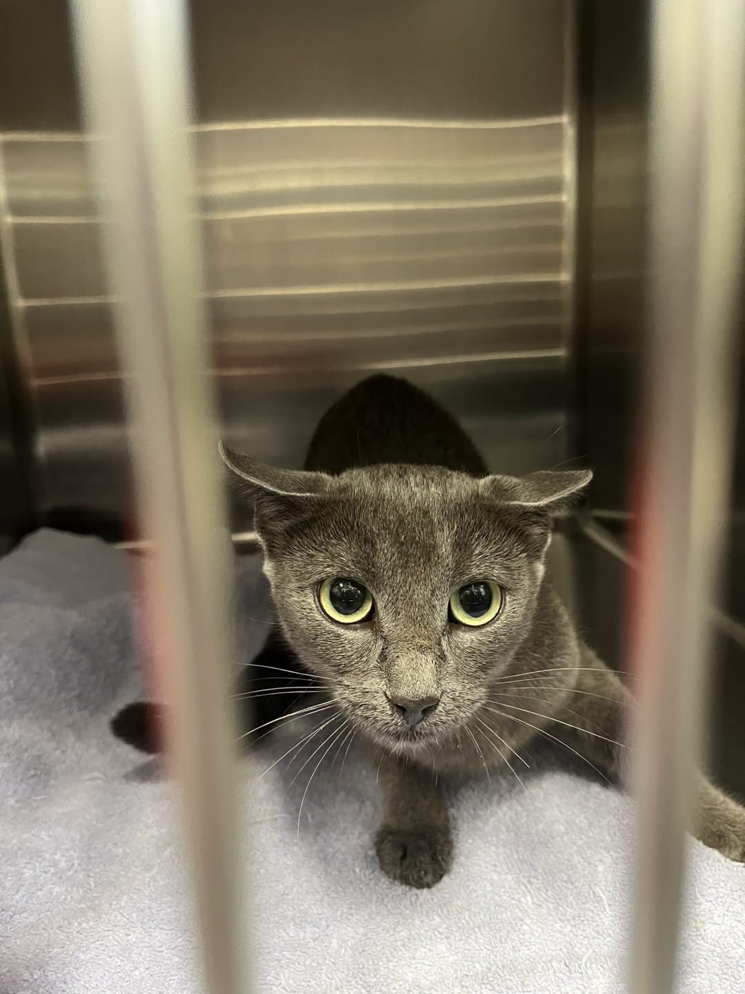 Found cat