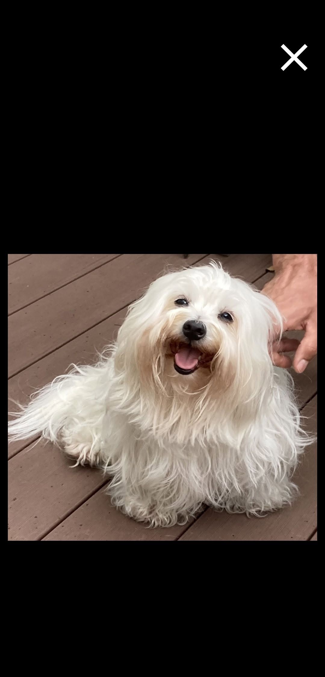 Lost Dog in Munich