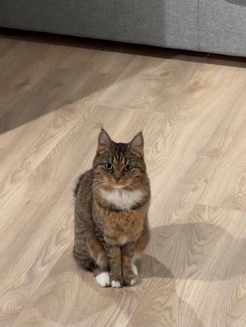 Lost Cat in Norway