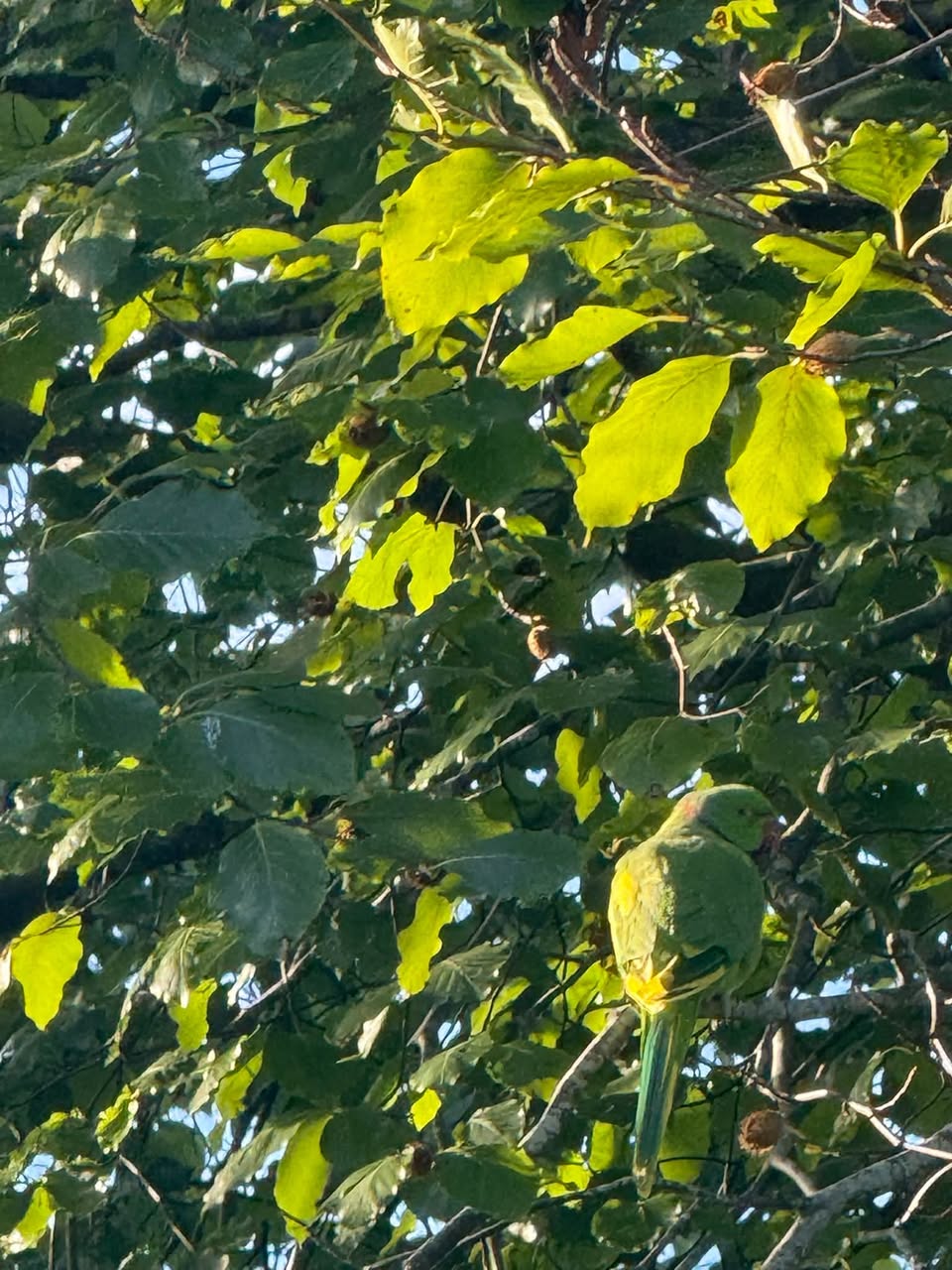 Found bird