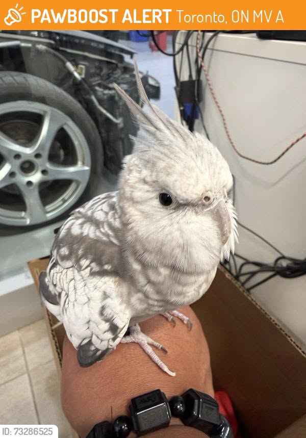 Found bird