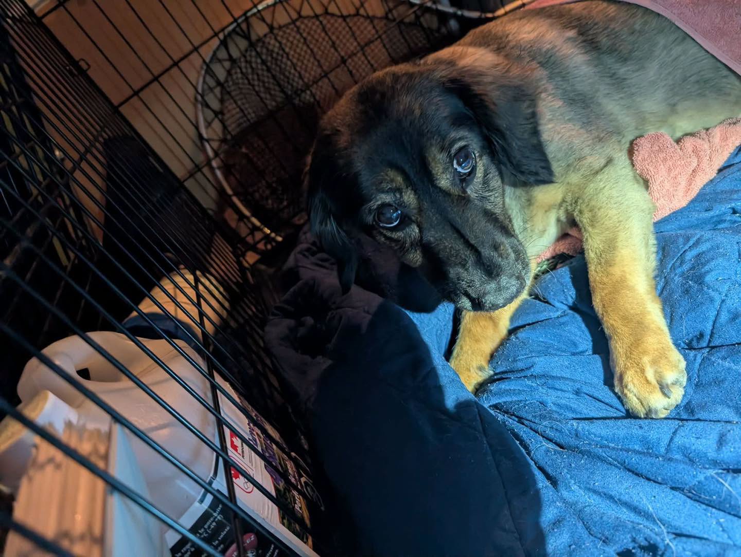 Found dog