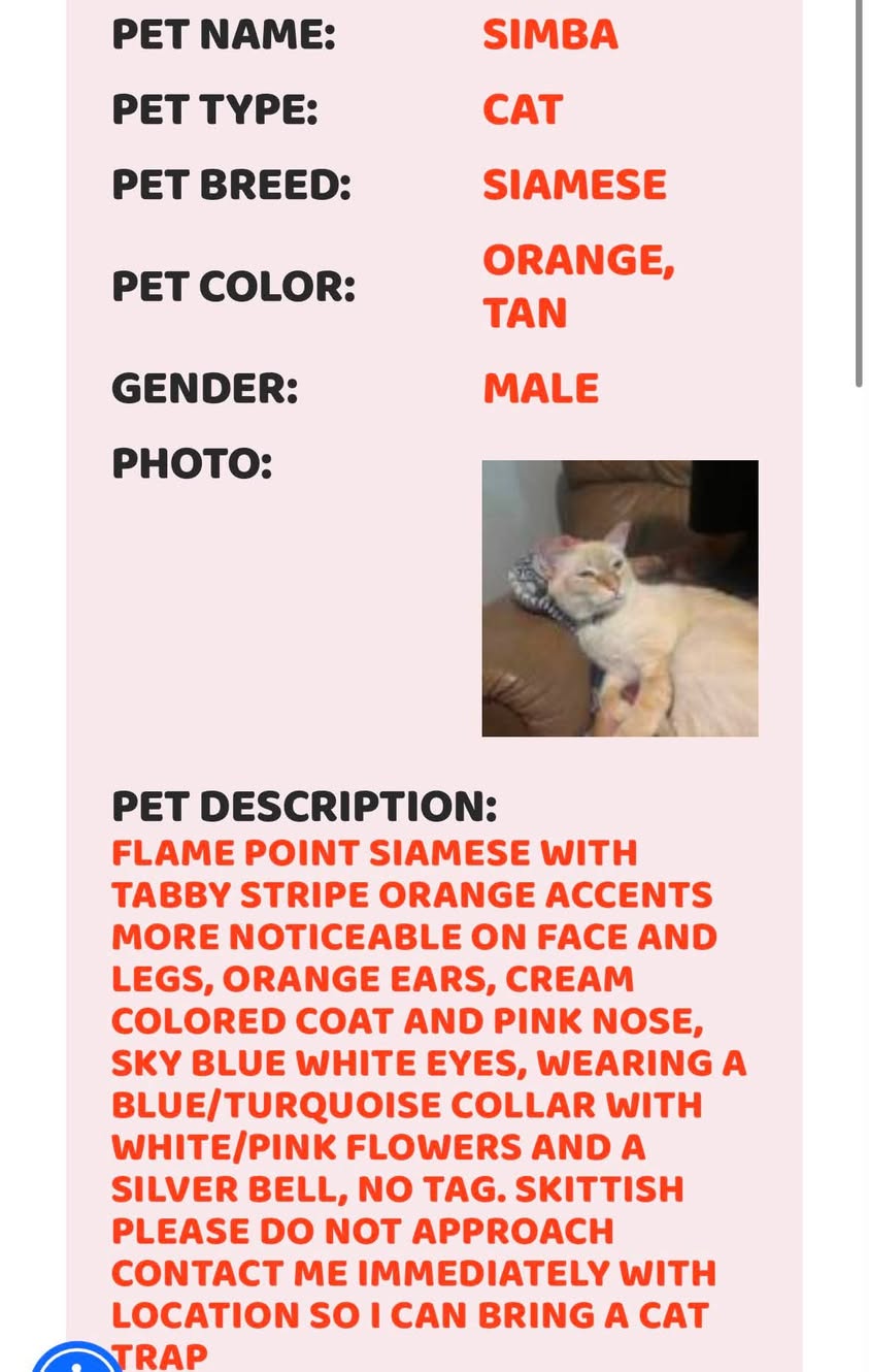 Lost cat