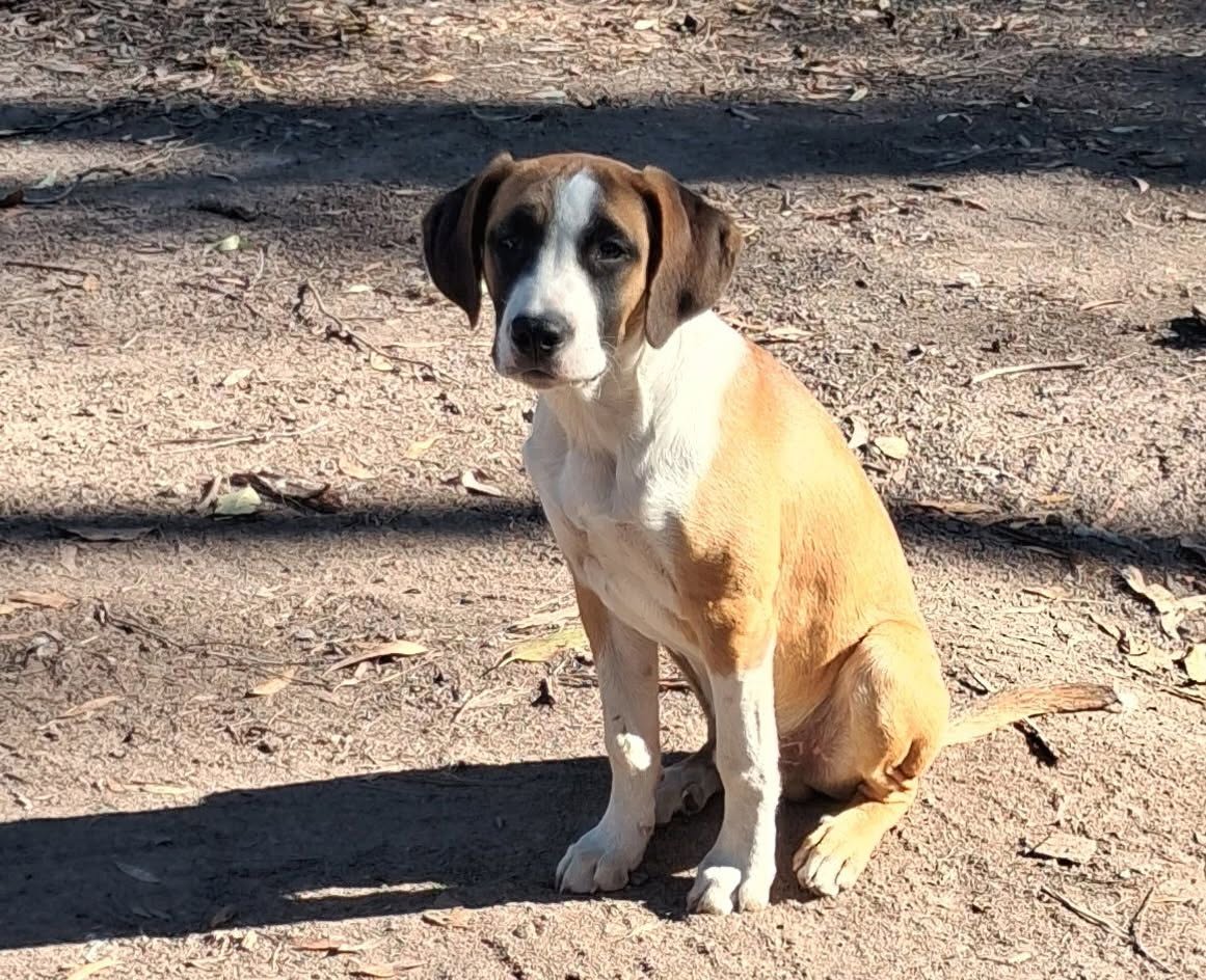 Lost Dog in Fraser Coast