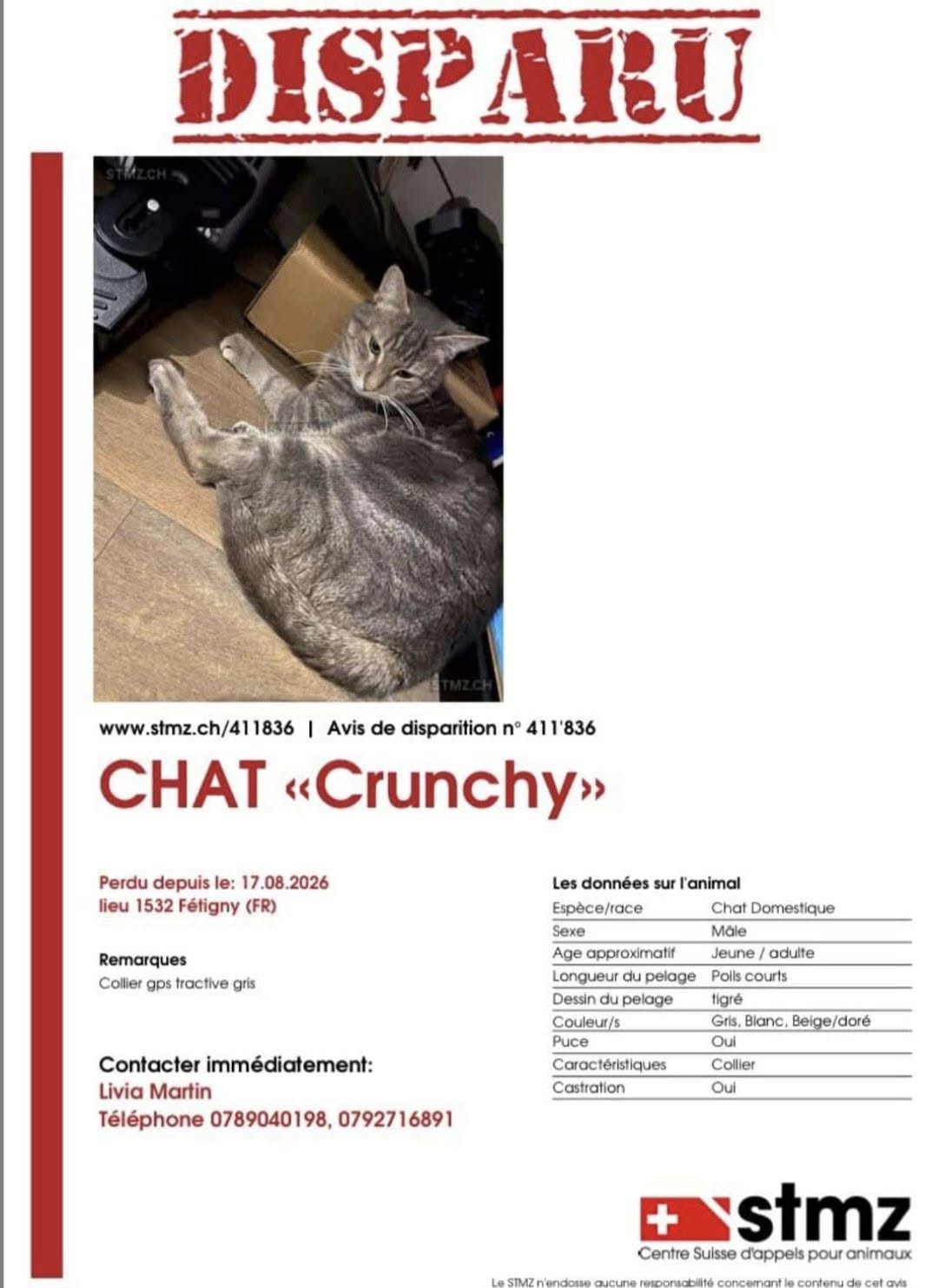Lost cat