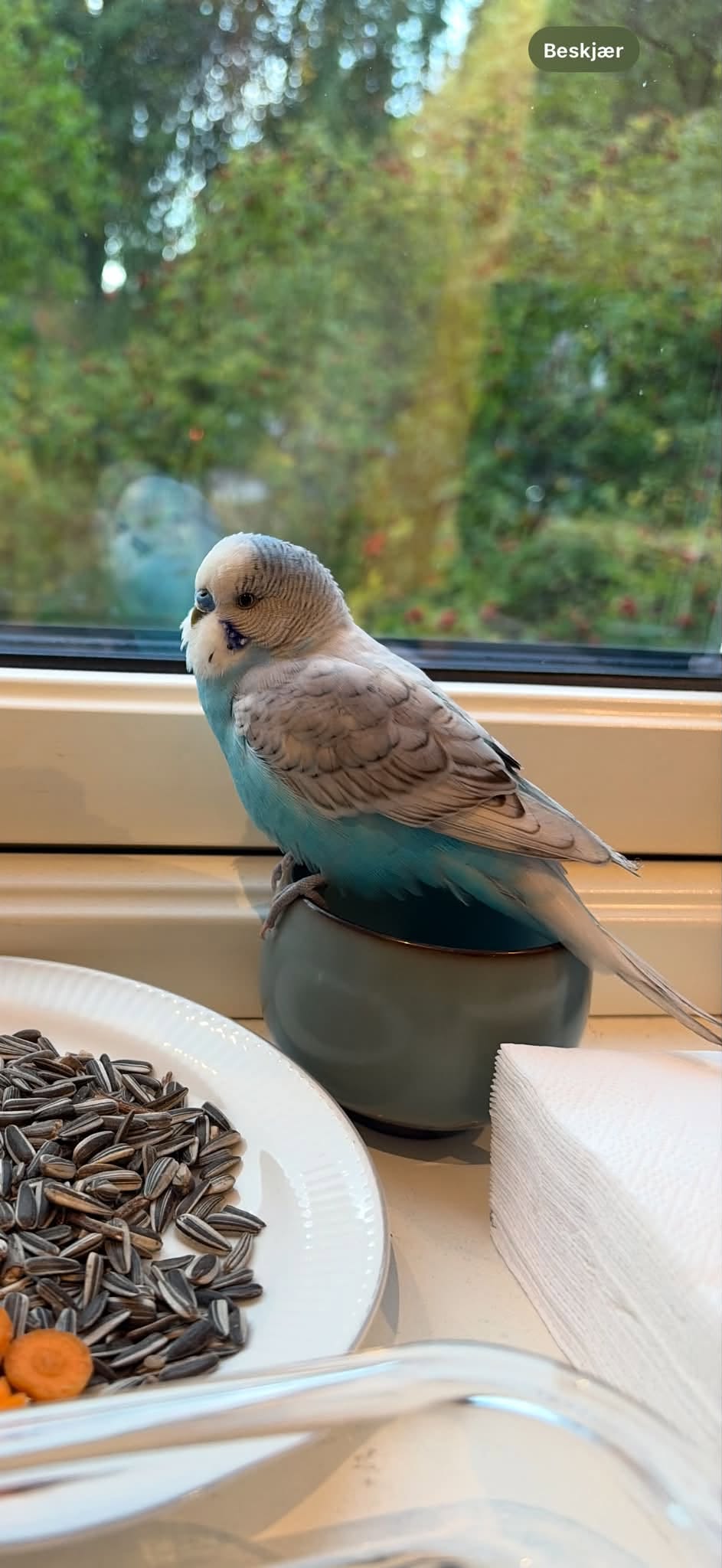 Found budgie