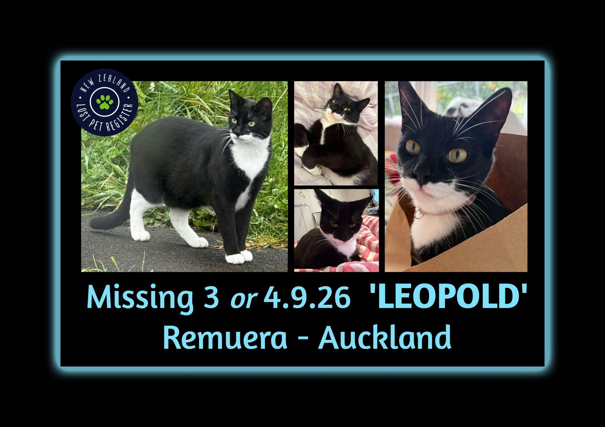 Lost cat