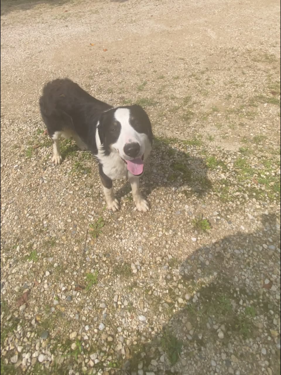 Found Dog in Baseline