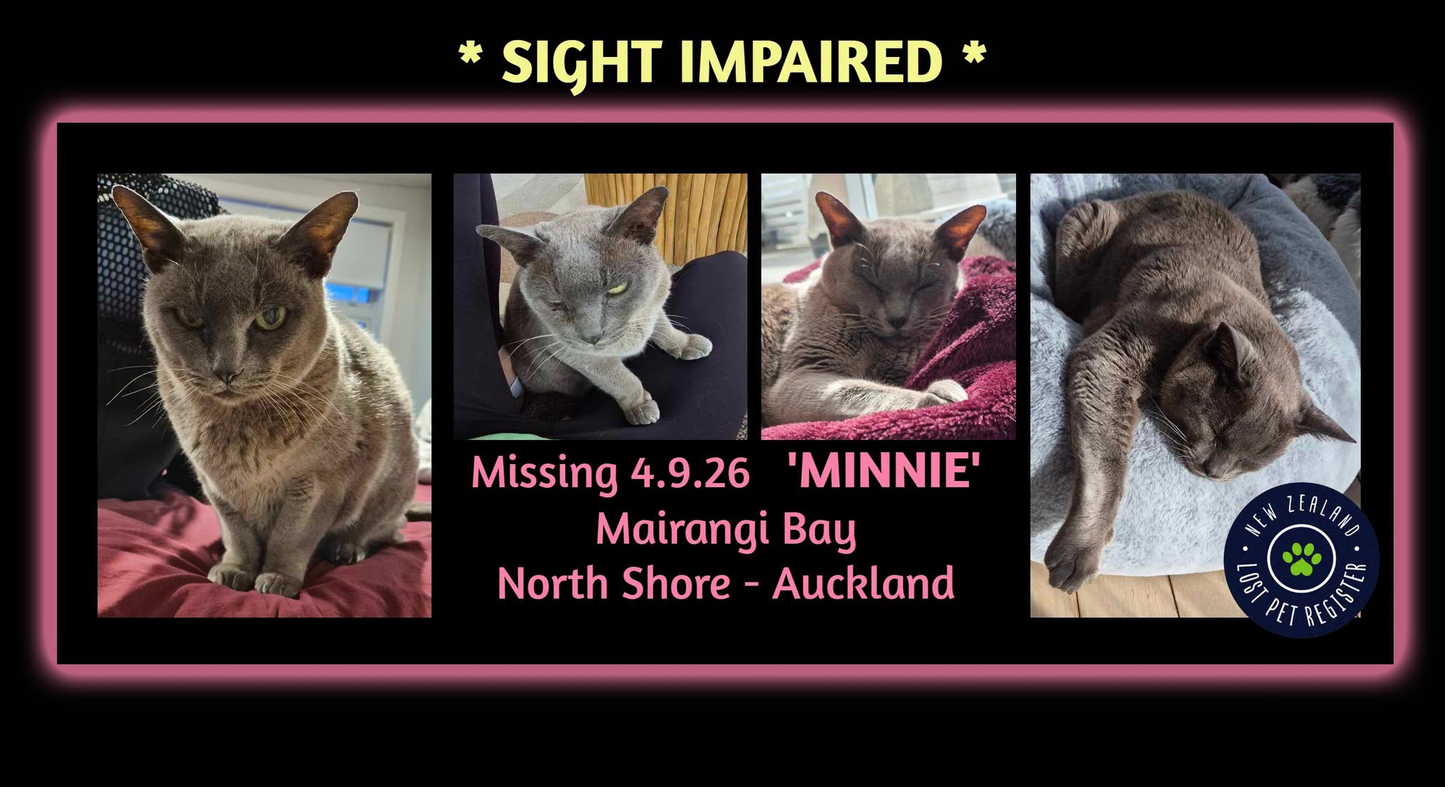 Lost Cat in Auckland
