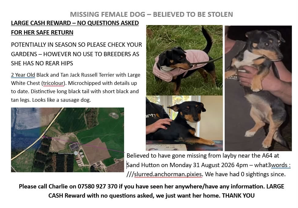 Lost Dog in York