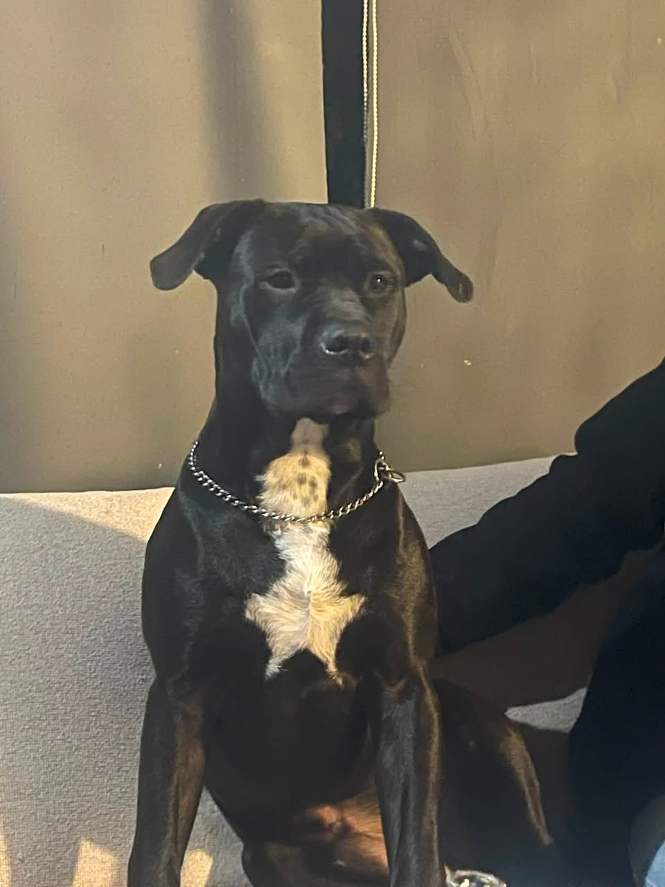 Lost Dog in Auckland