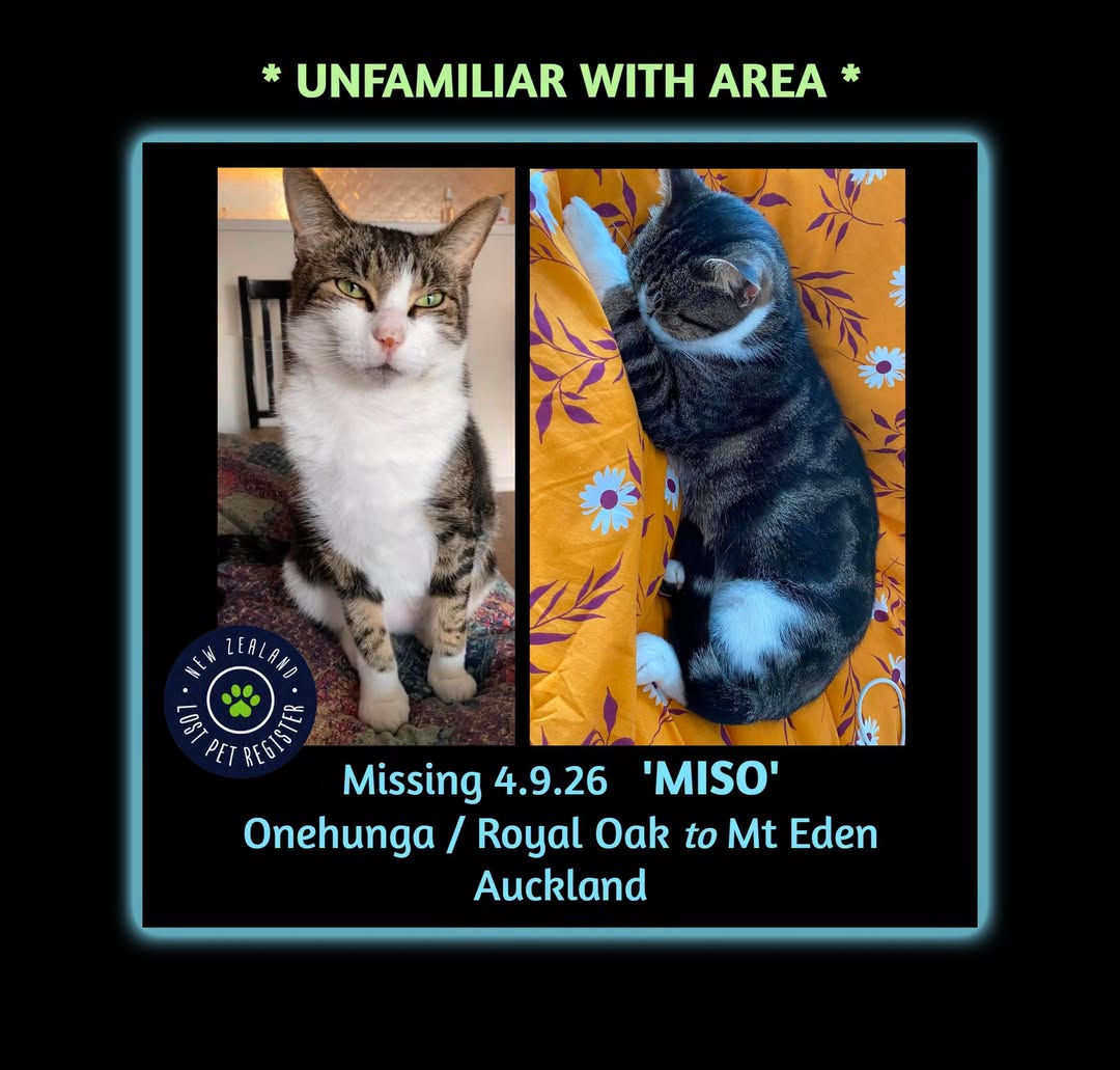 Lost cat