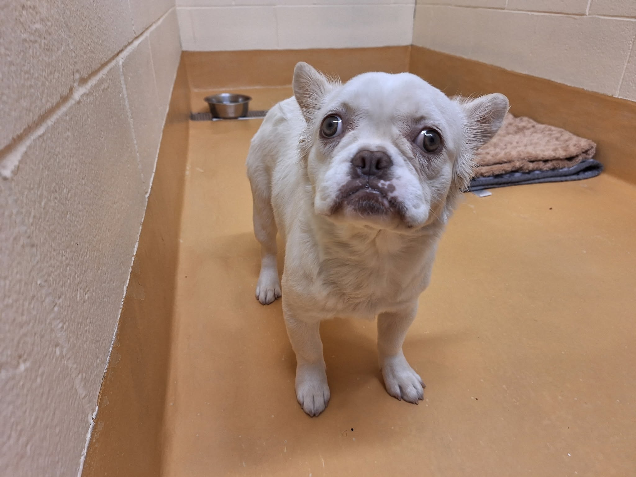 Found dog