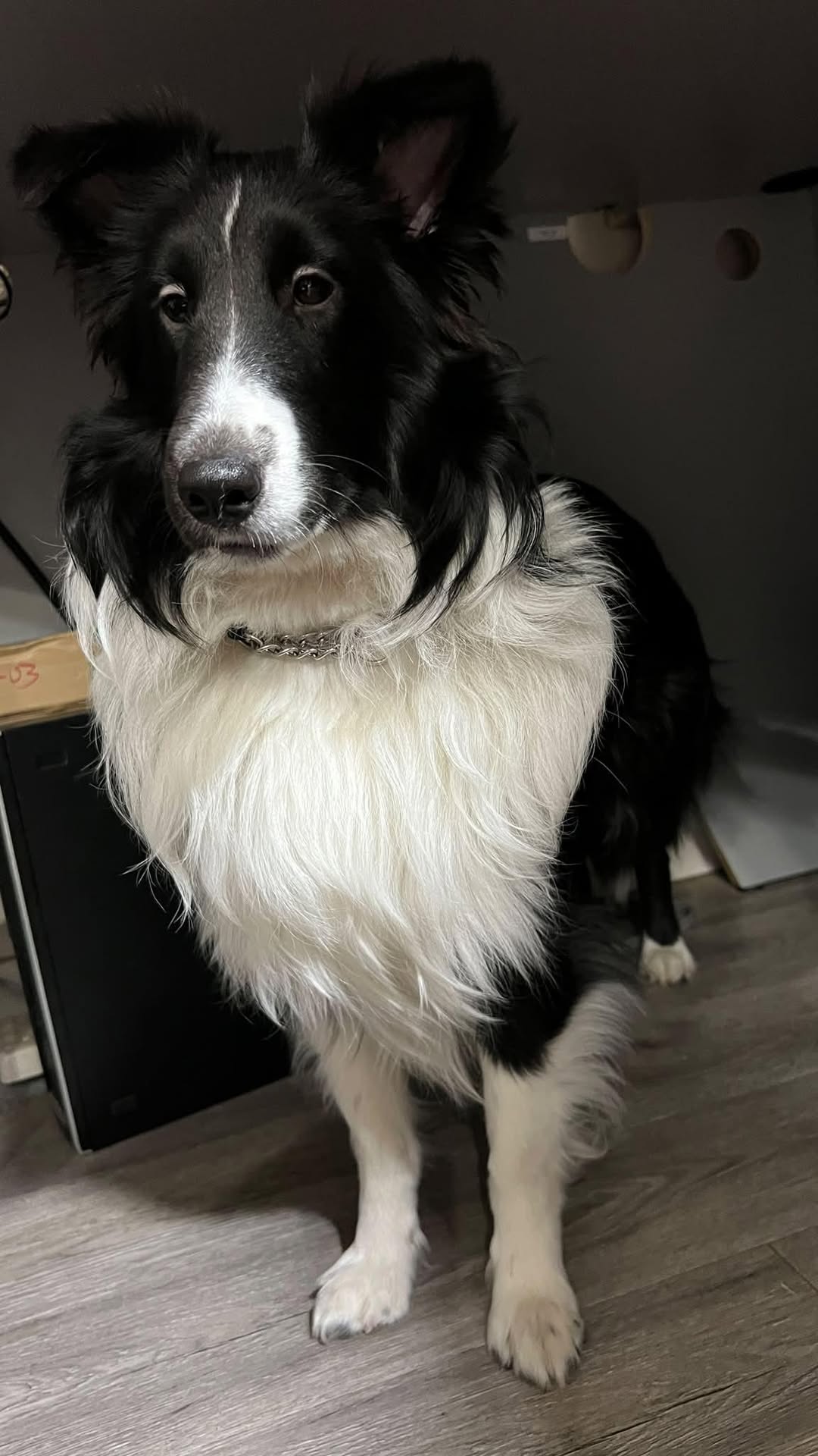 Lost dog