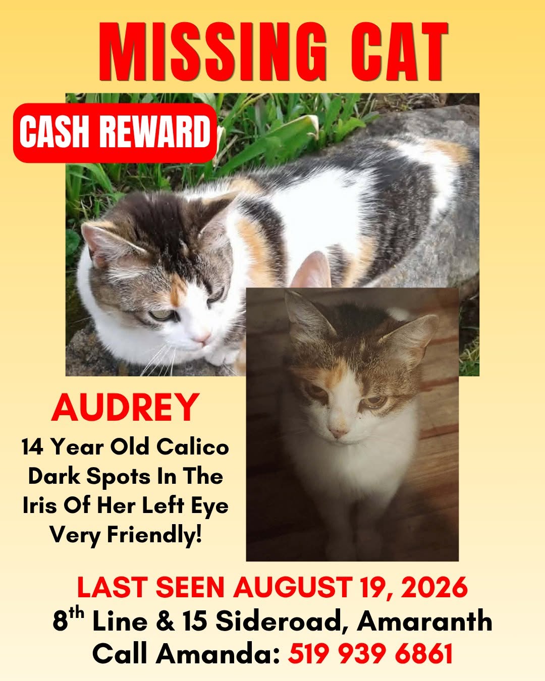 Lost cat