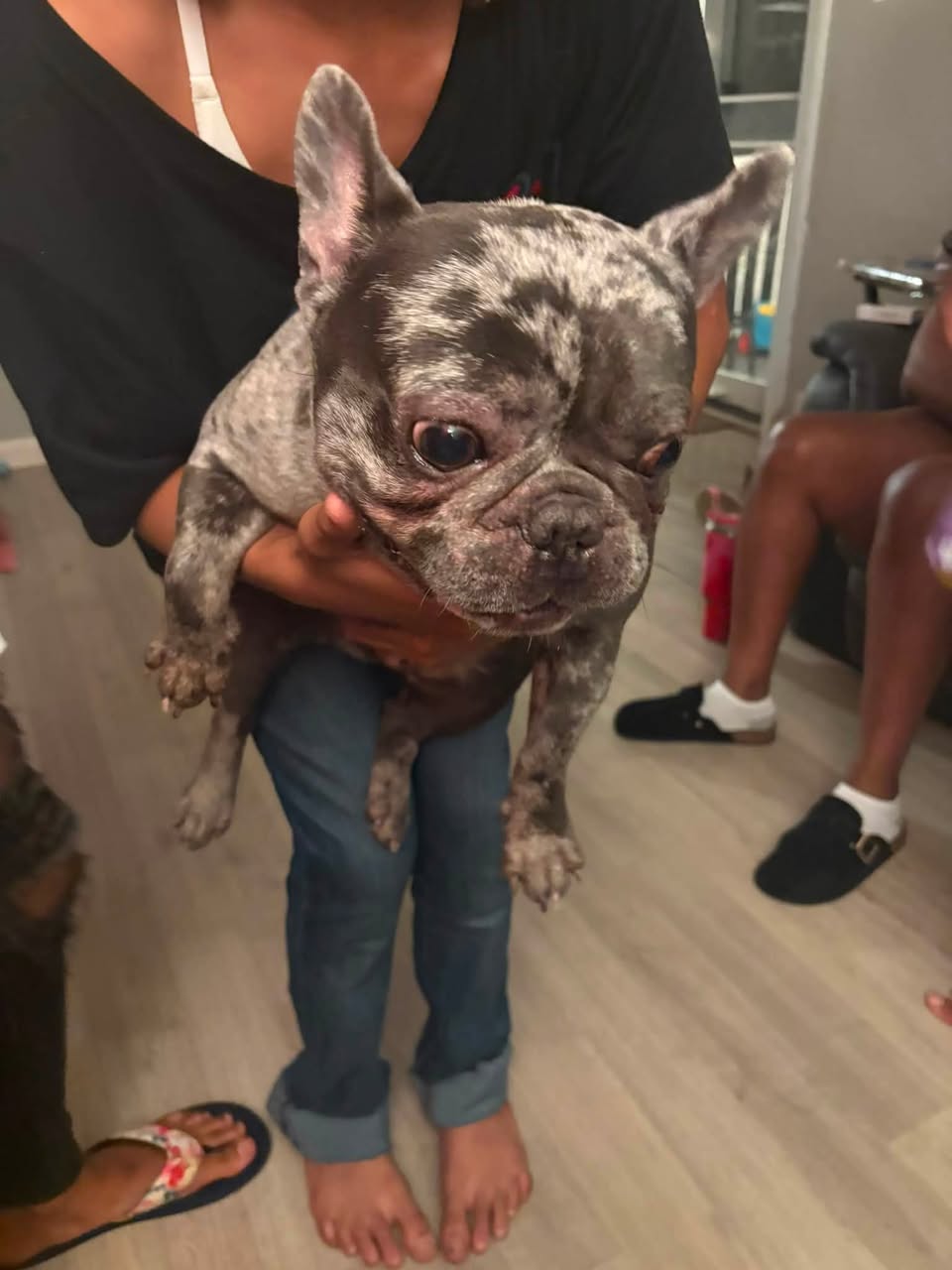 Found dog
