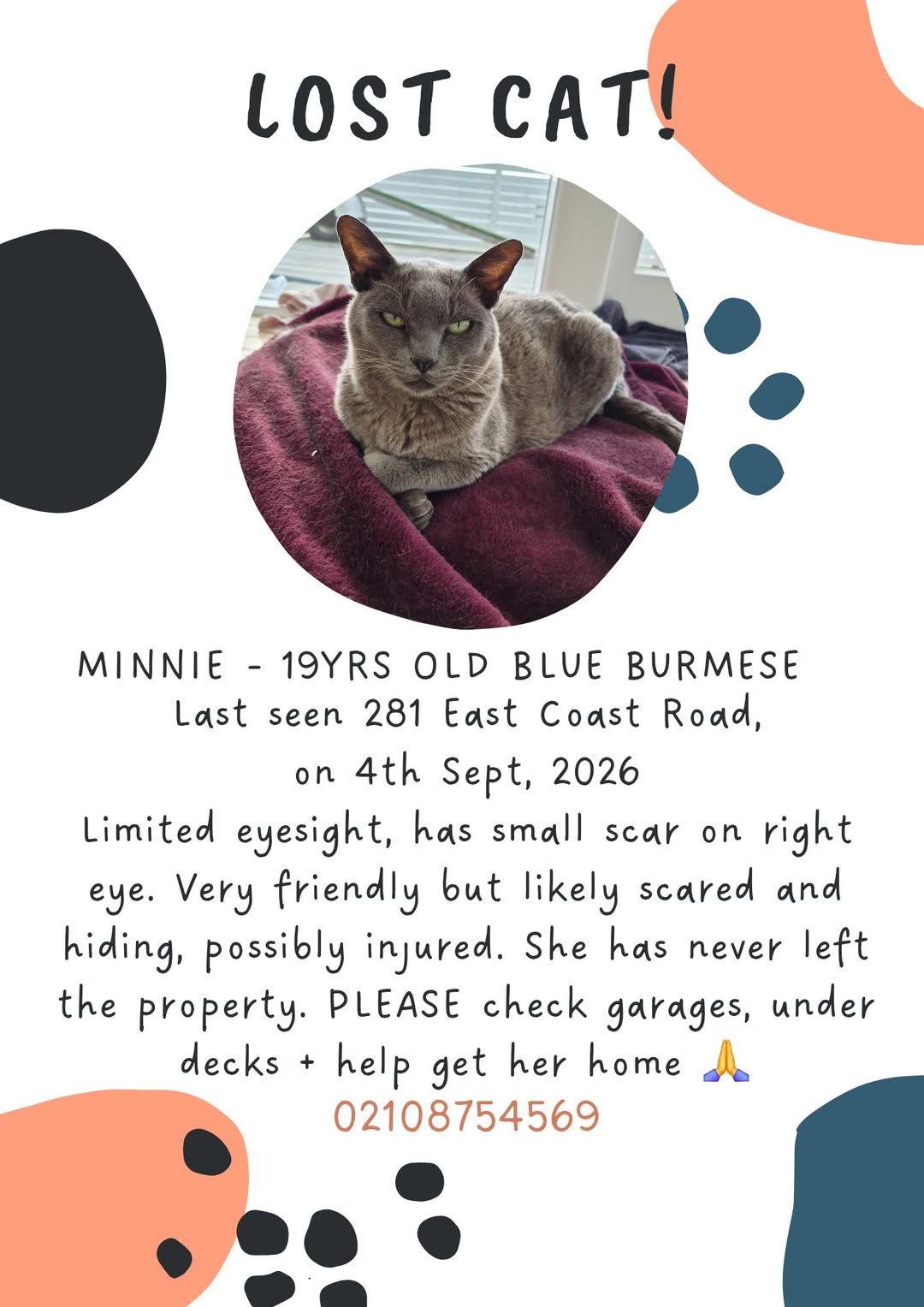 Lost Cat in Auckland