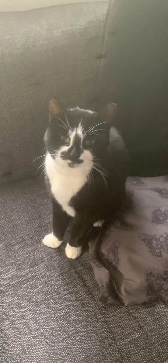 Lost Cat in York