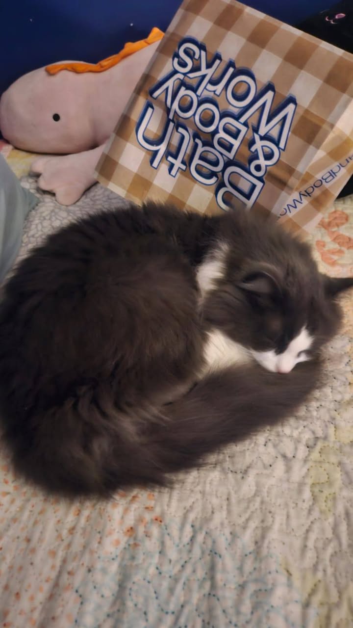 Lost Cat in Toronto
