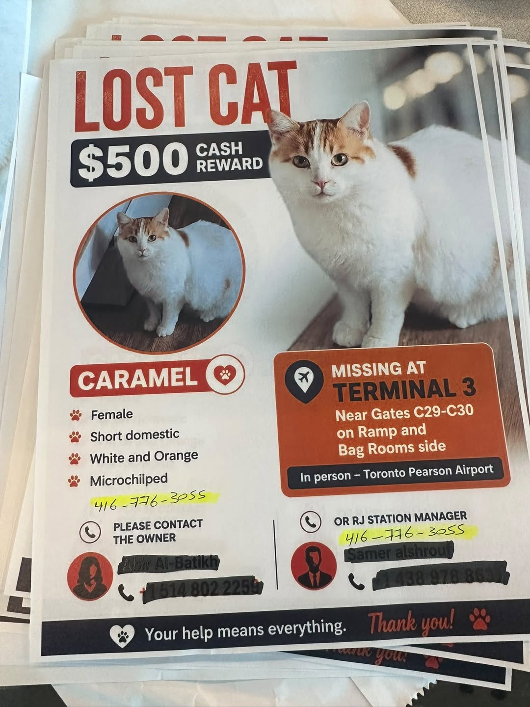Lost cat