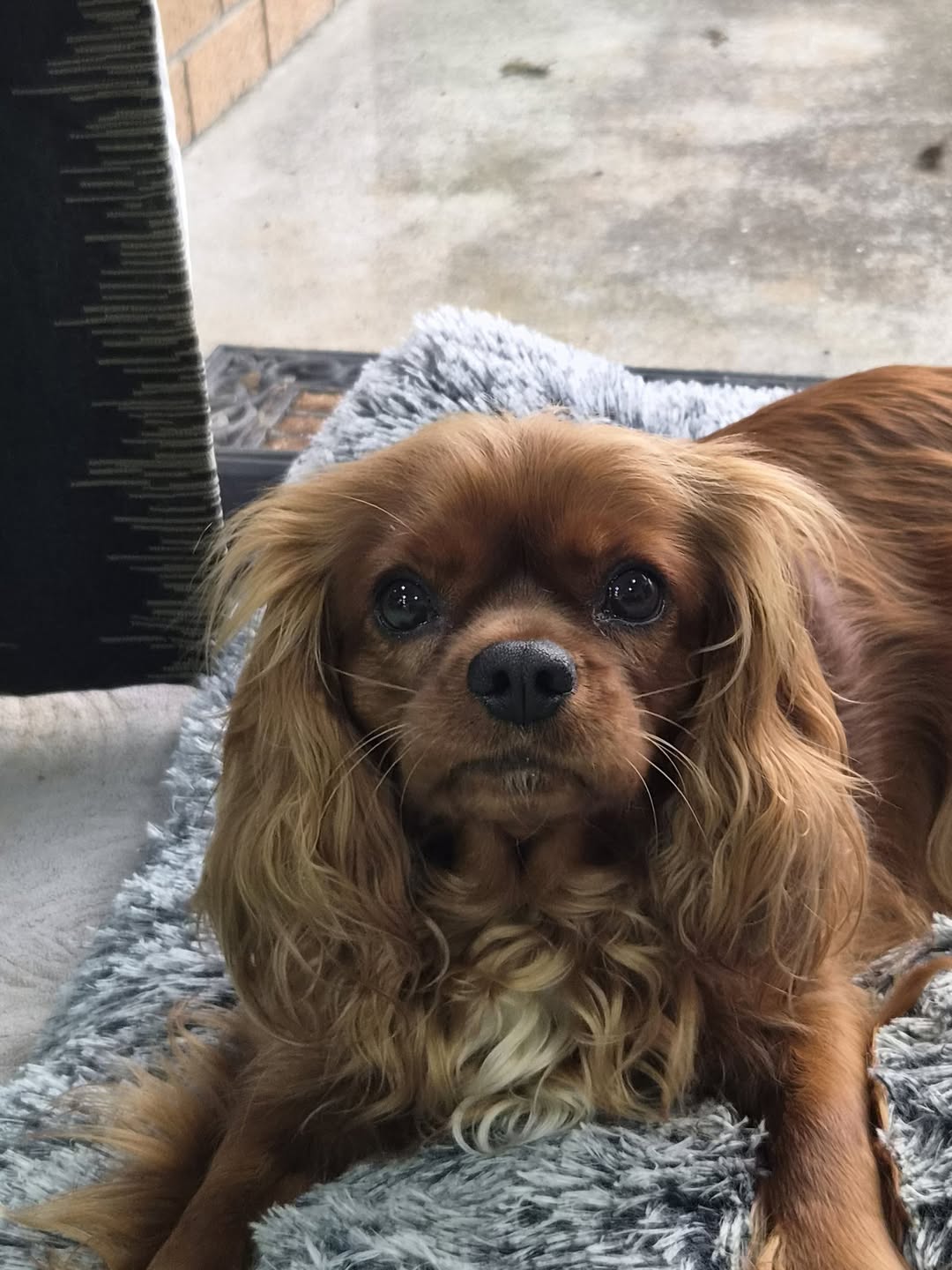 Lost dog