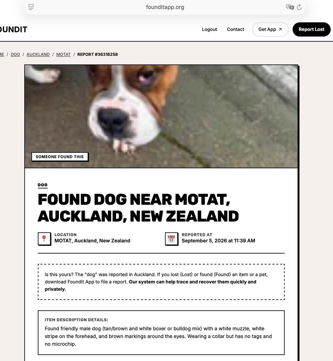 Found dog