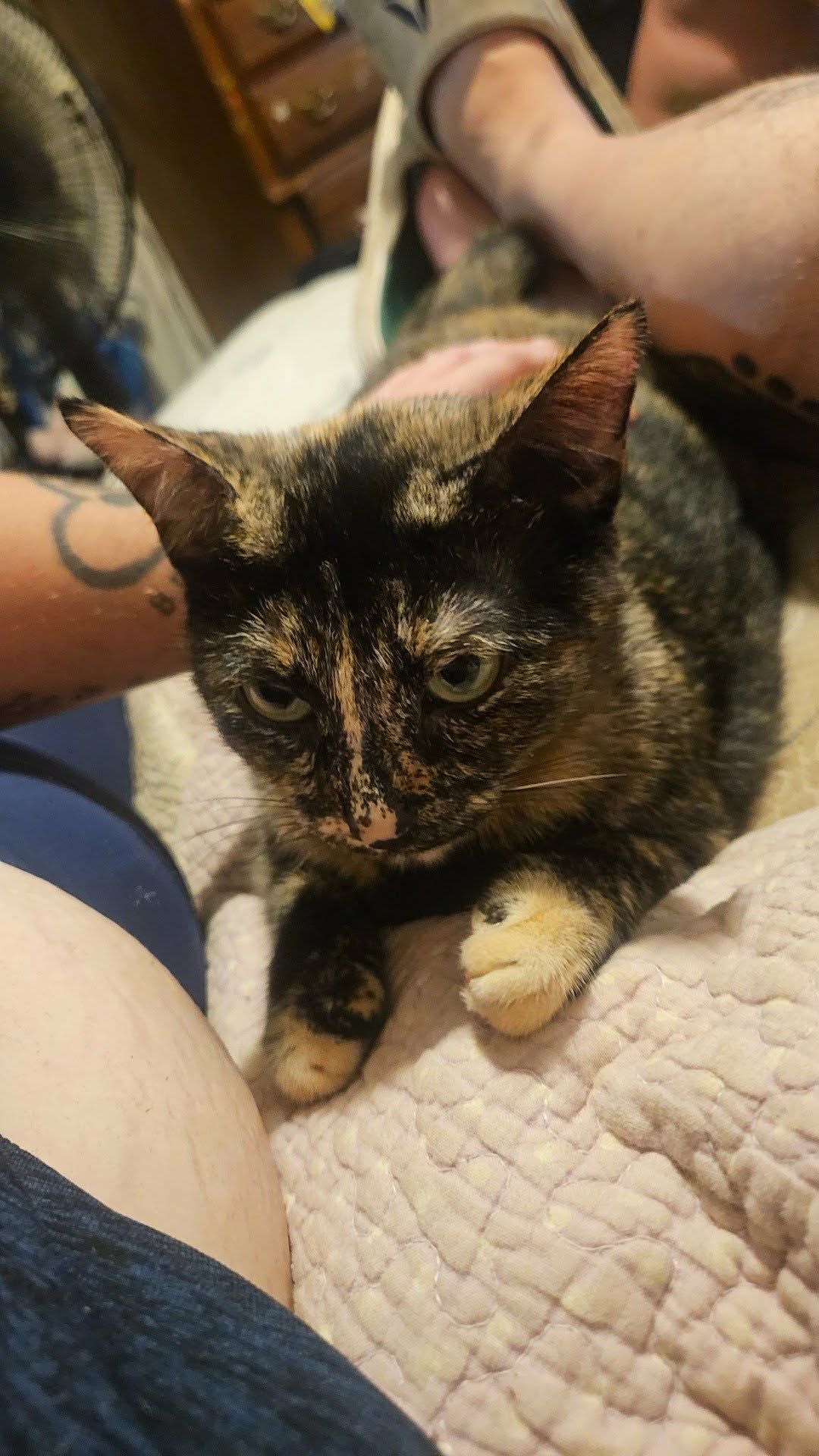 Lost Cat in Walkerton