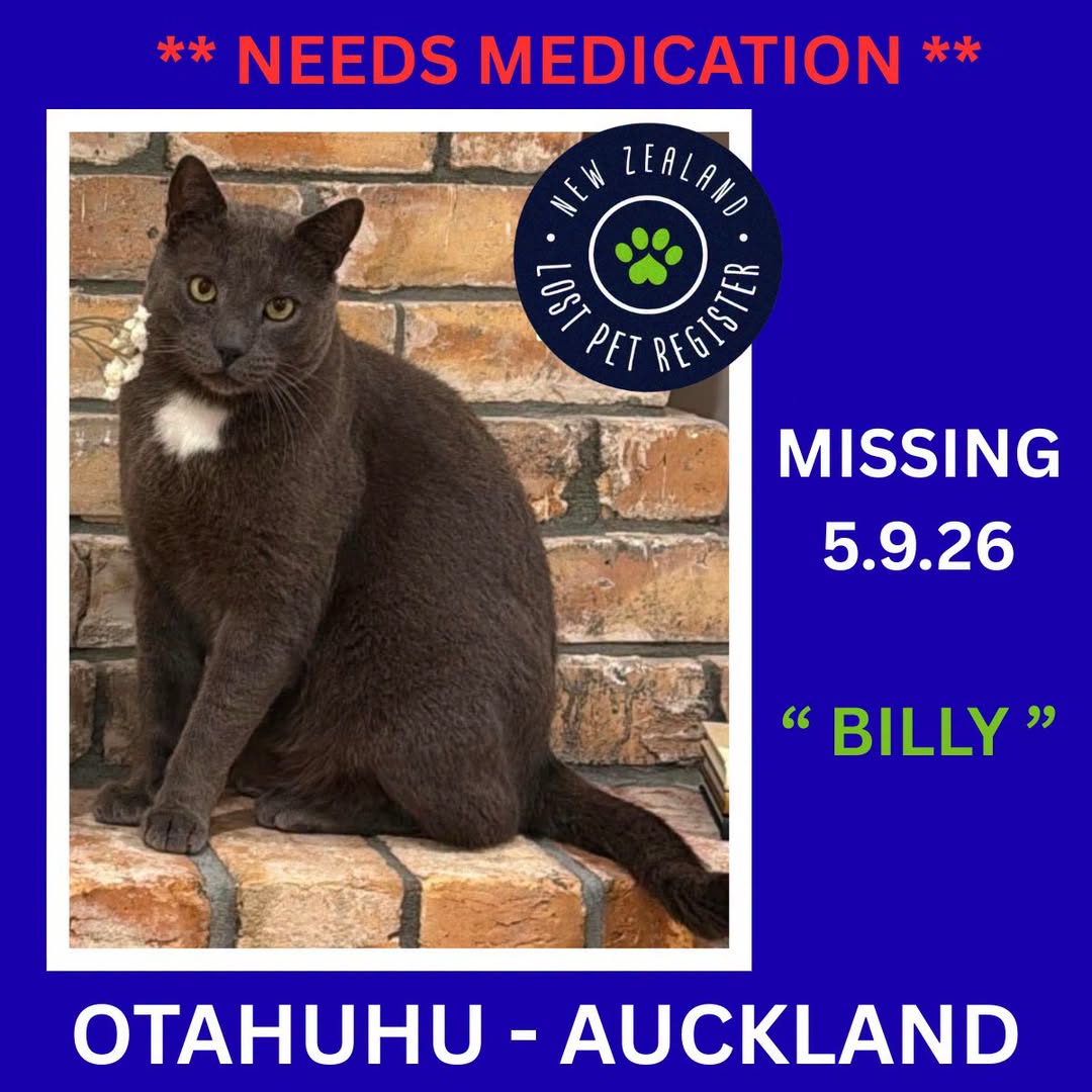 Lost Cat in Auckland