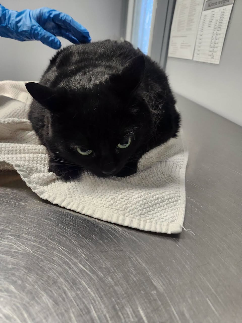 Found Cat in Orangeville