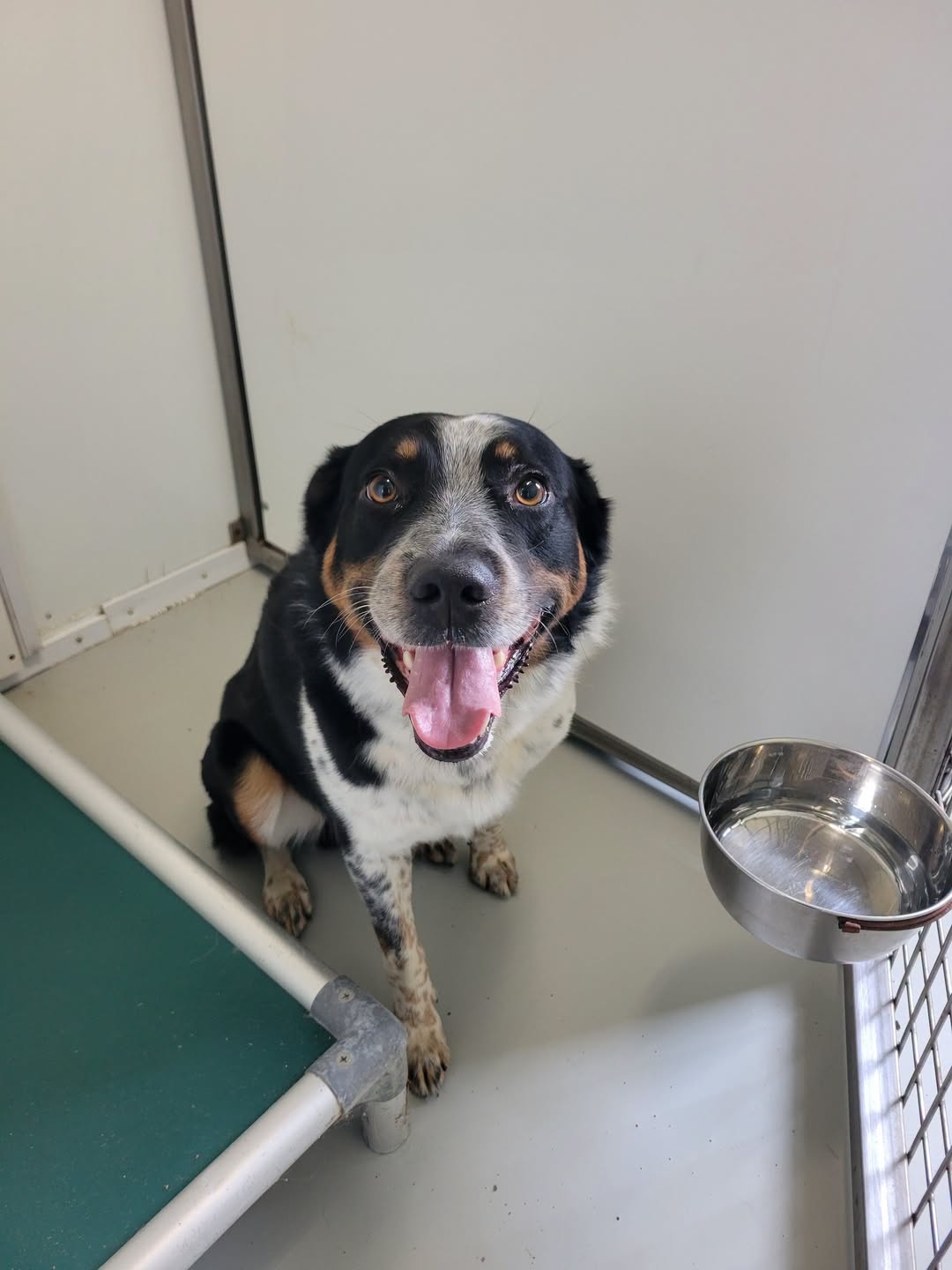 Found dog
