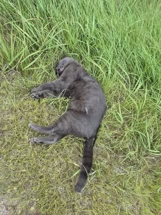 Found cat
