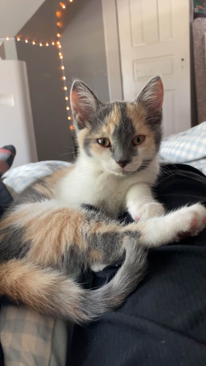 Lost Cat in Owen Sound