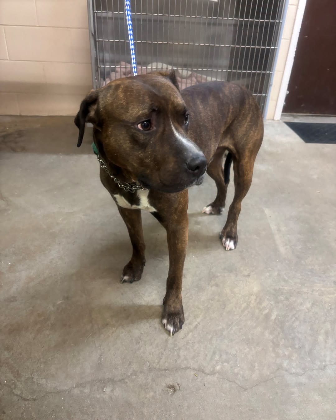 Found Dog in Teeswater