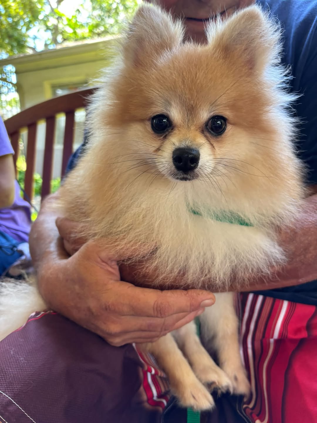 Found Dog in Kalihi Valley