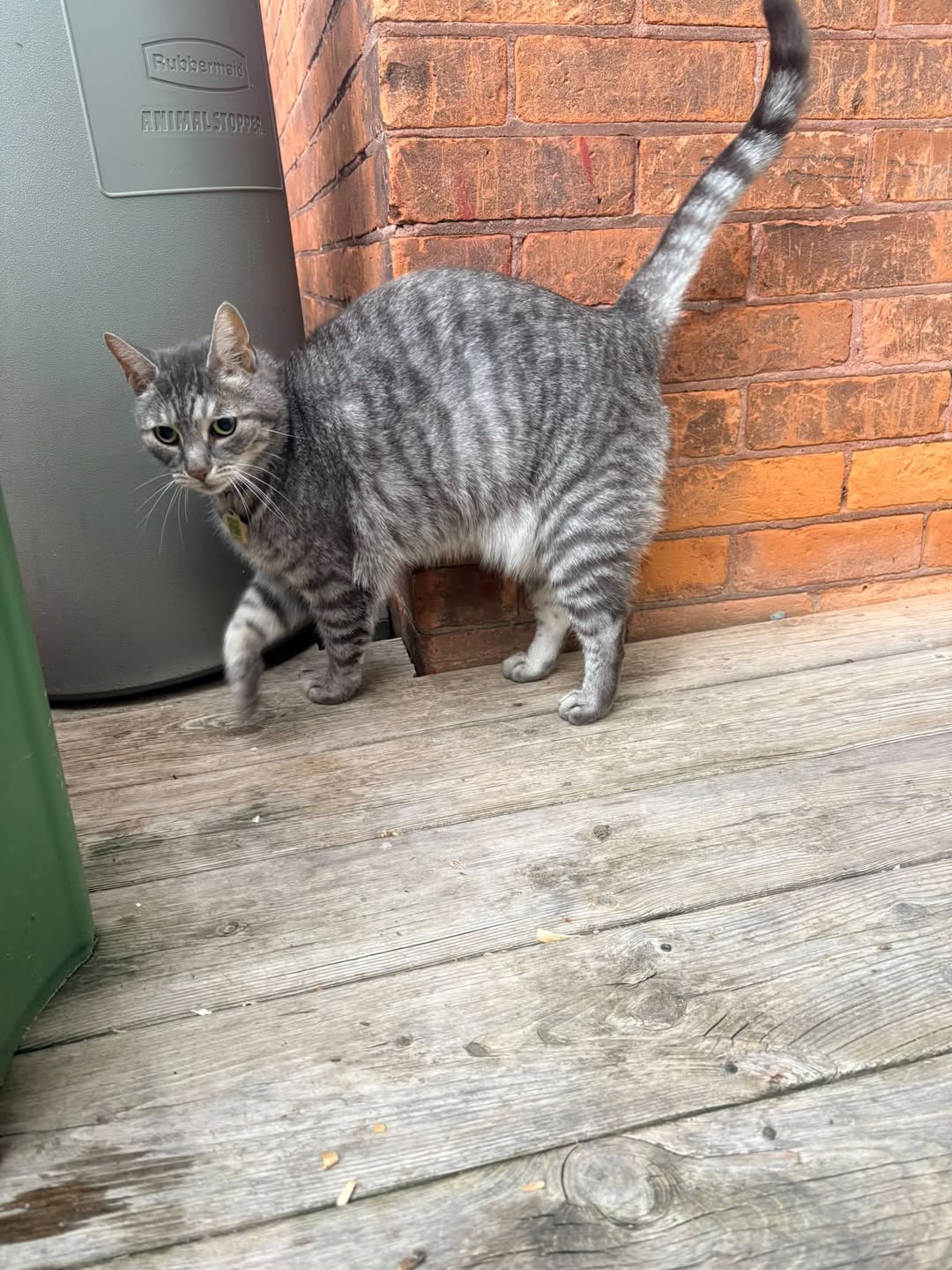 Found cat