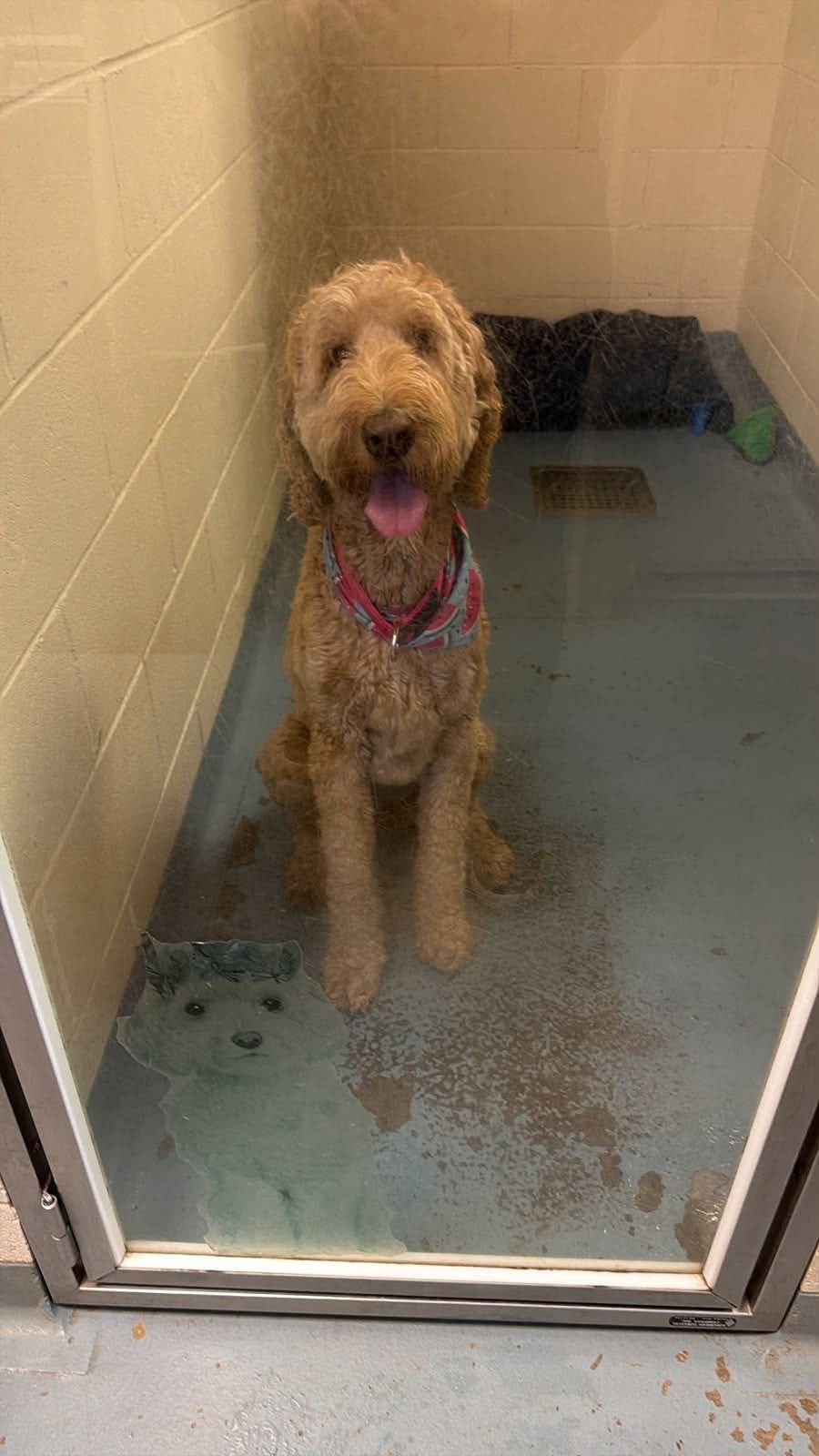 Found Dog in Ontario