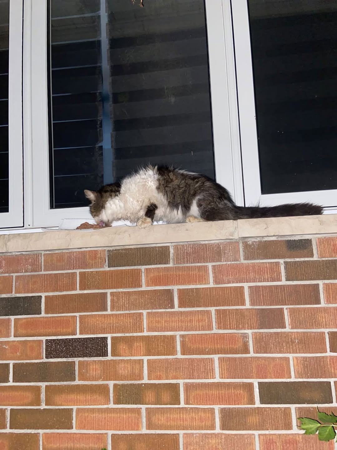 Found cat
