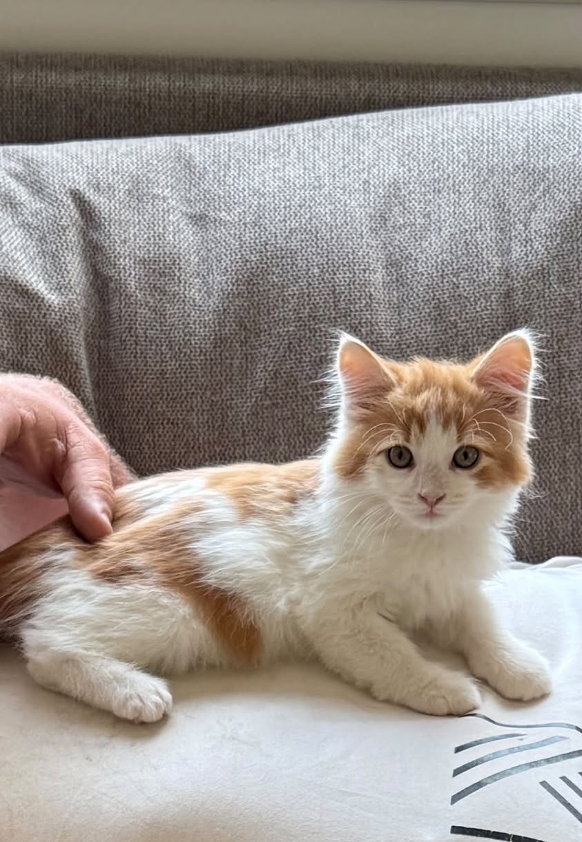 Lost cat