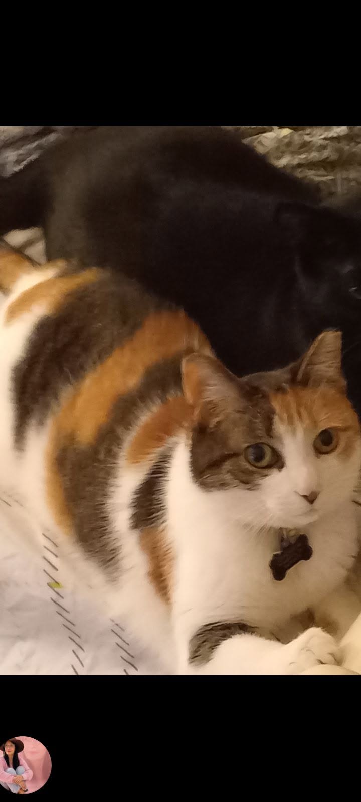 Lost Cat in Horton Crescent