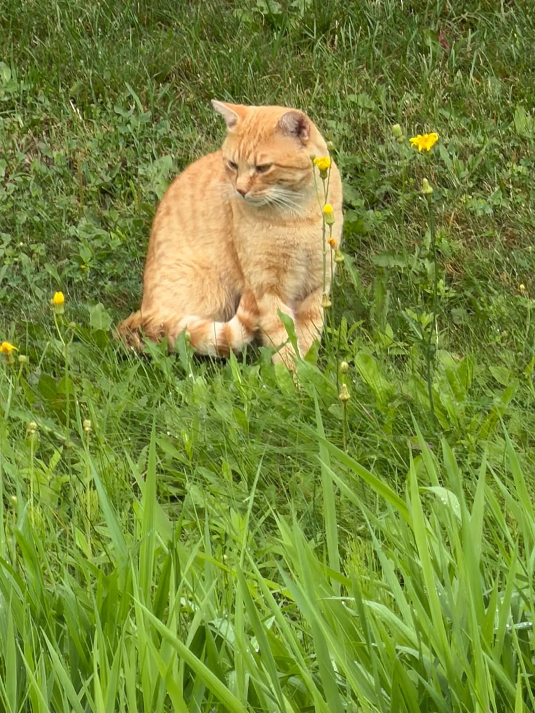 Found cat