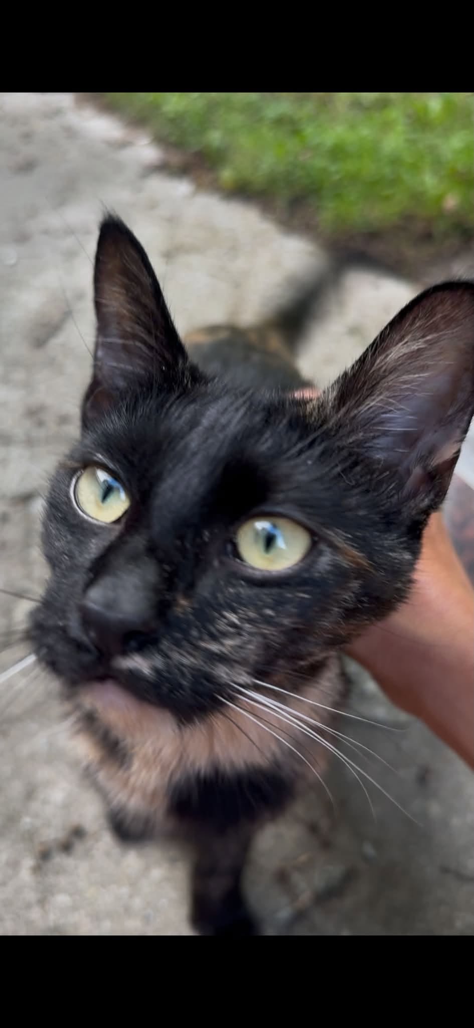 Found cat