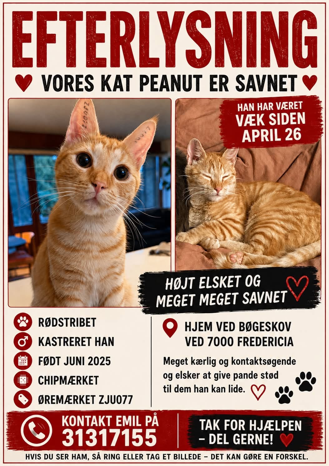 Lost Cat in Fredericia