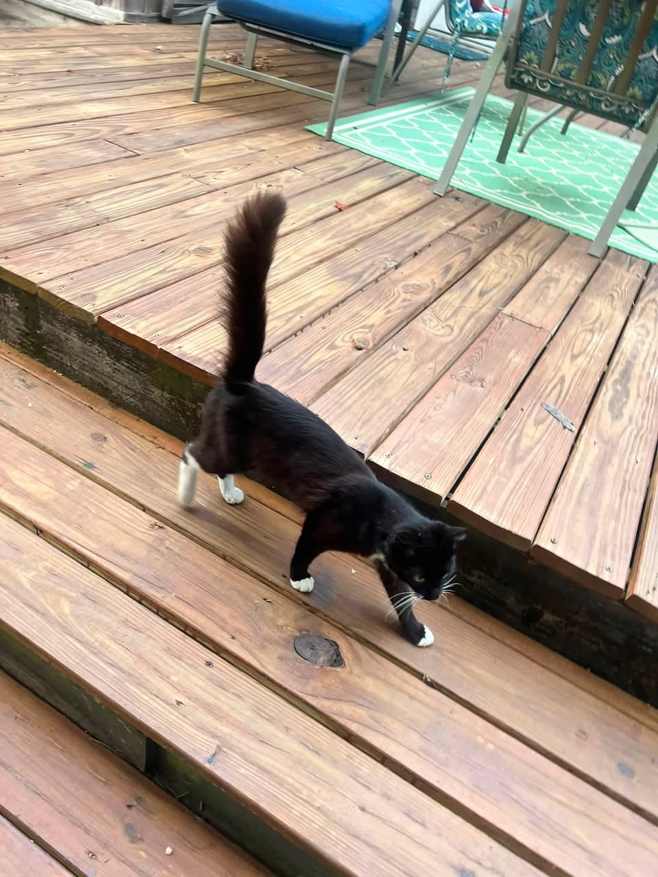 Found Cat in Valley Grande