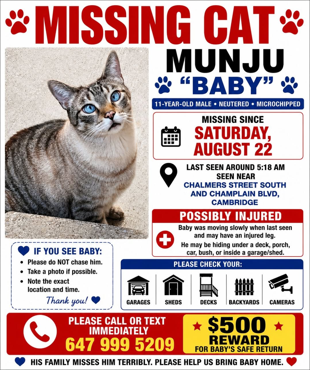 Lost Cat in Cambridge